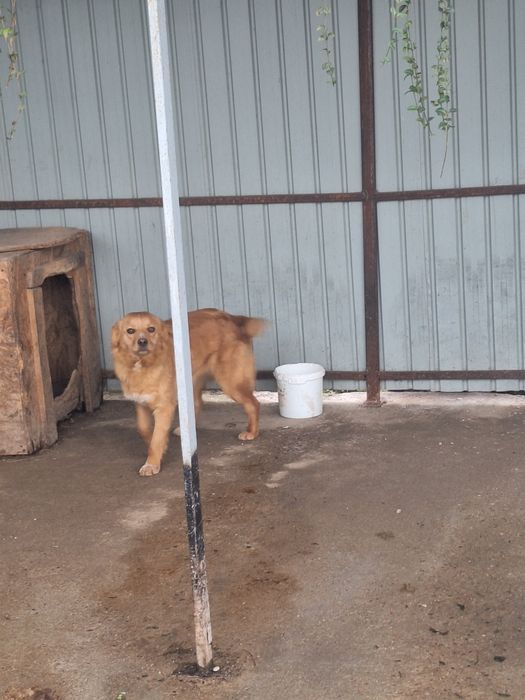 Donez Cățea vârsta 9luni