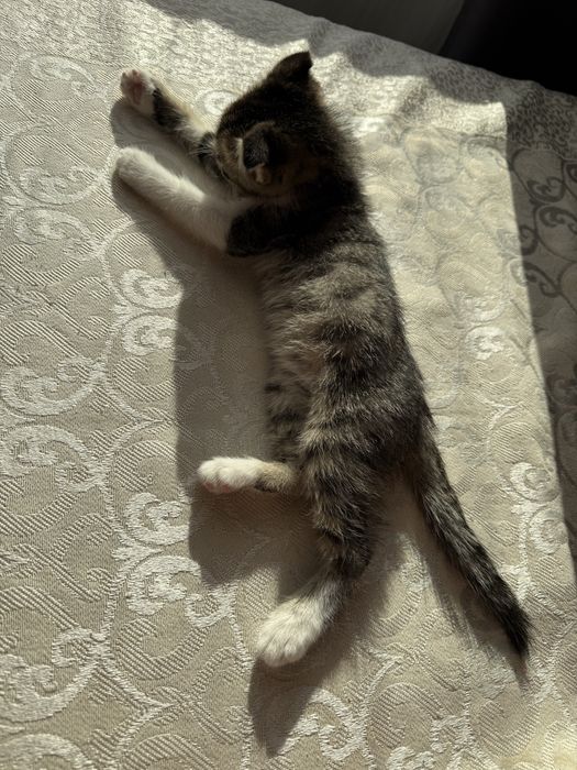 Котенок шотландский