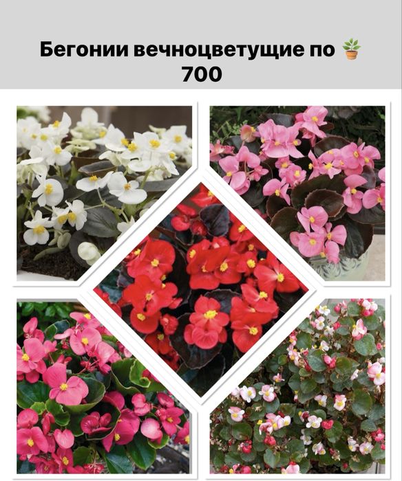 Продам Бегонии вечноцветущие