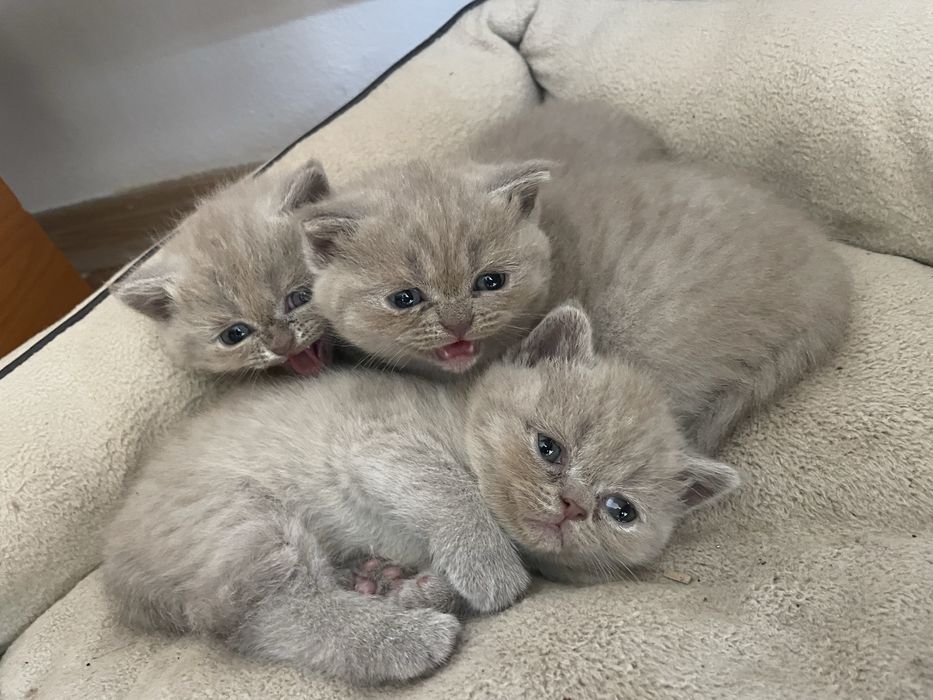 De vanzare pisoi british shorthair
