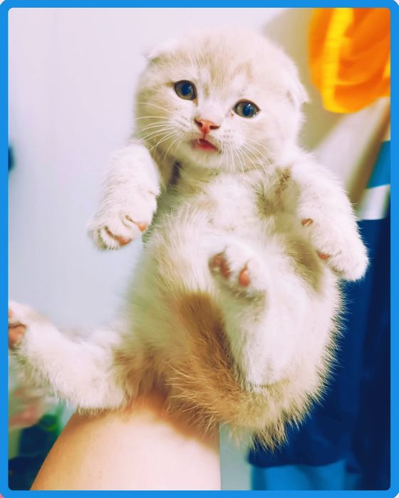 Продается котёнок скоттиш фолд мальчик