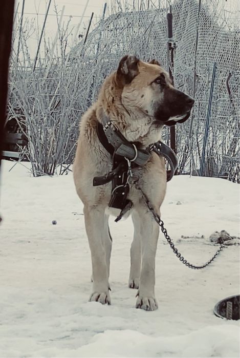 Алабай ургашы сучка сао