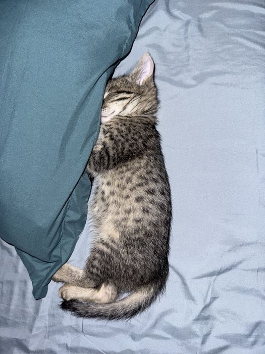 Отдам котенка в добрые руки