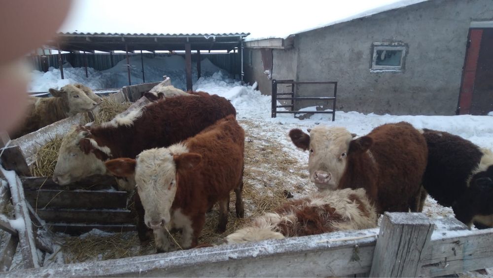 Продаются бычки.