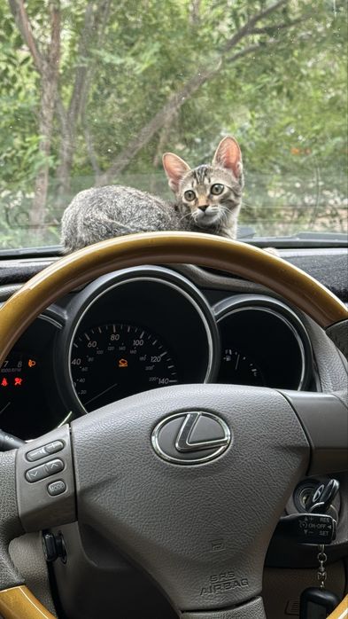 Отдадим котика в хорошие руки!!