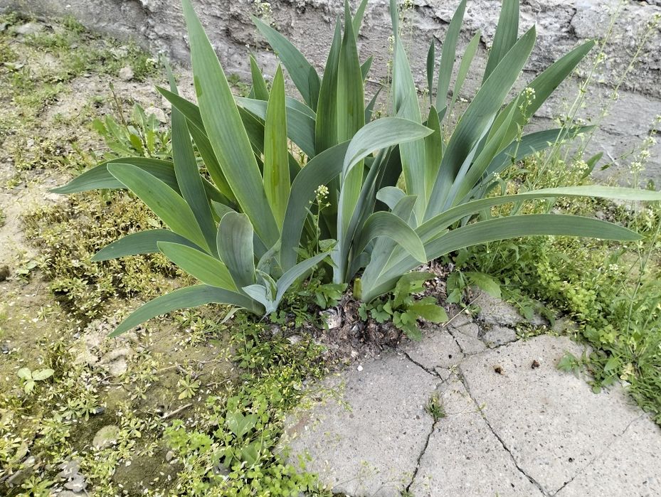 Продам Ирисы цветы