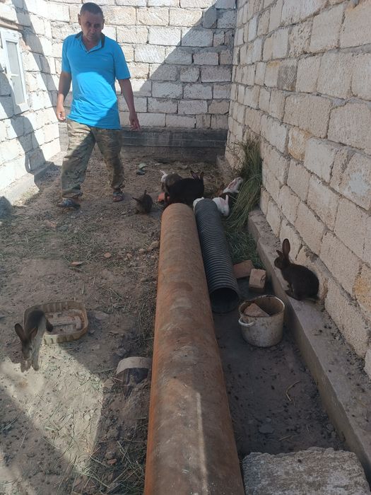 Коян сатылады срочно