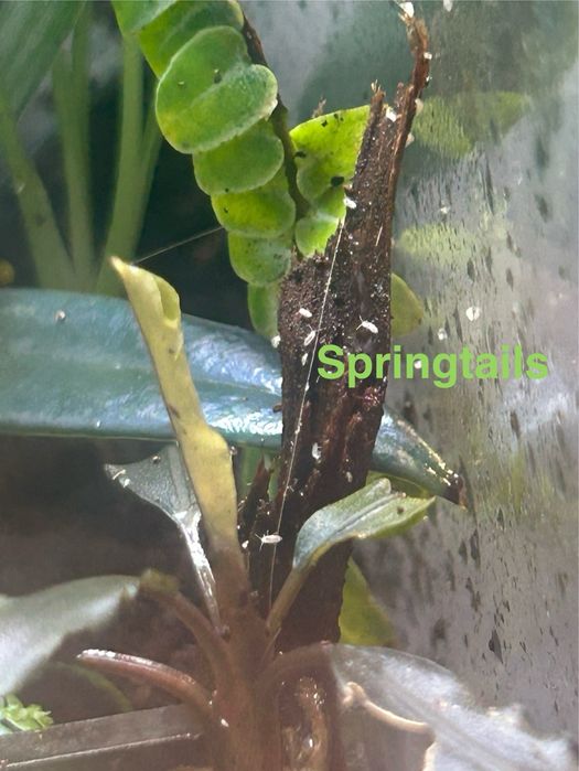 Isopods / izopode si springtails pentru terarii