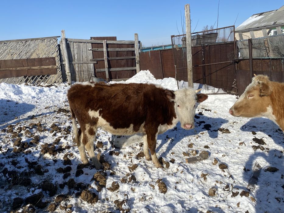 Продам КРС бычков телок