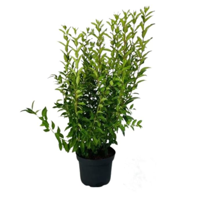 Forsythia la Ghiveci