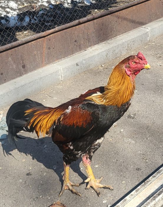 Дакан на развод.