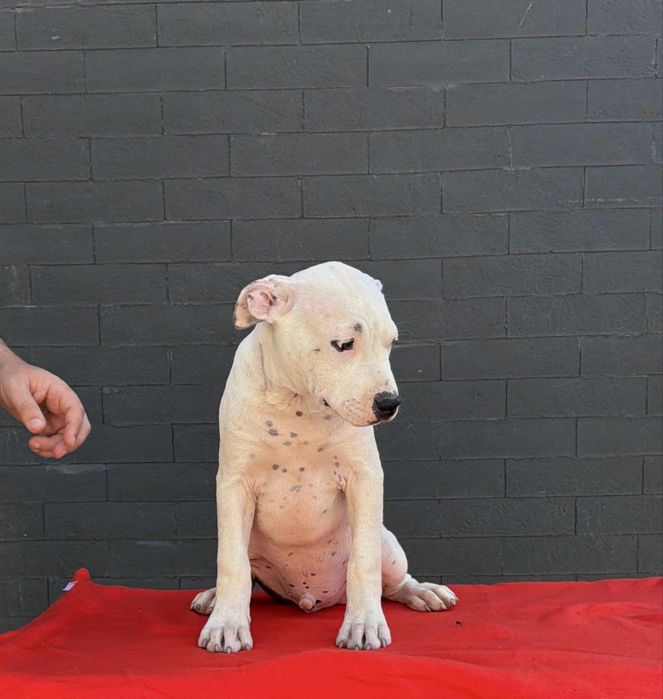 Amstaff cu pedigree din linii exclusiv americane