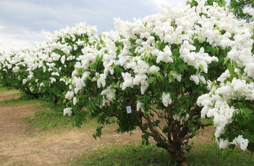 Яблони сливы груши смородина.