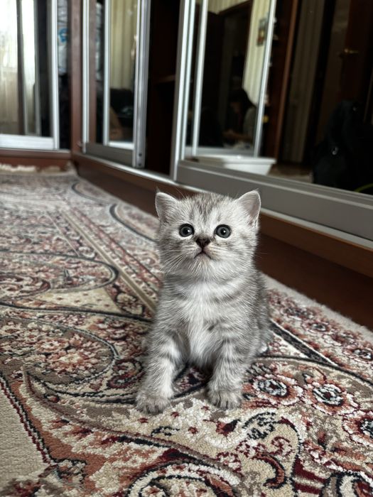 Продам котят, шотландцы