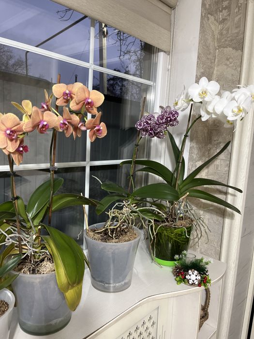 Продам орхидеи фаленопсис