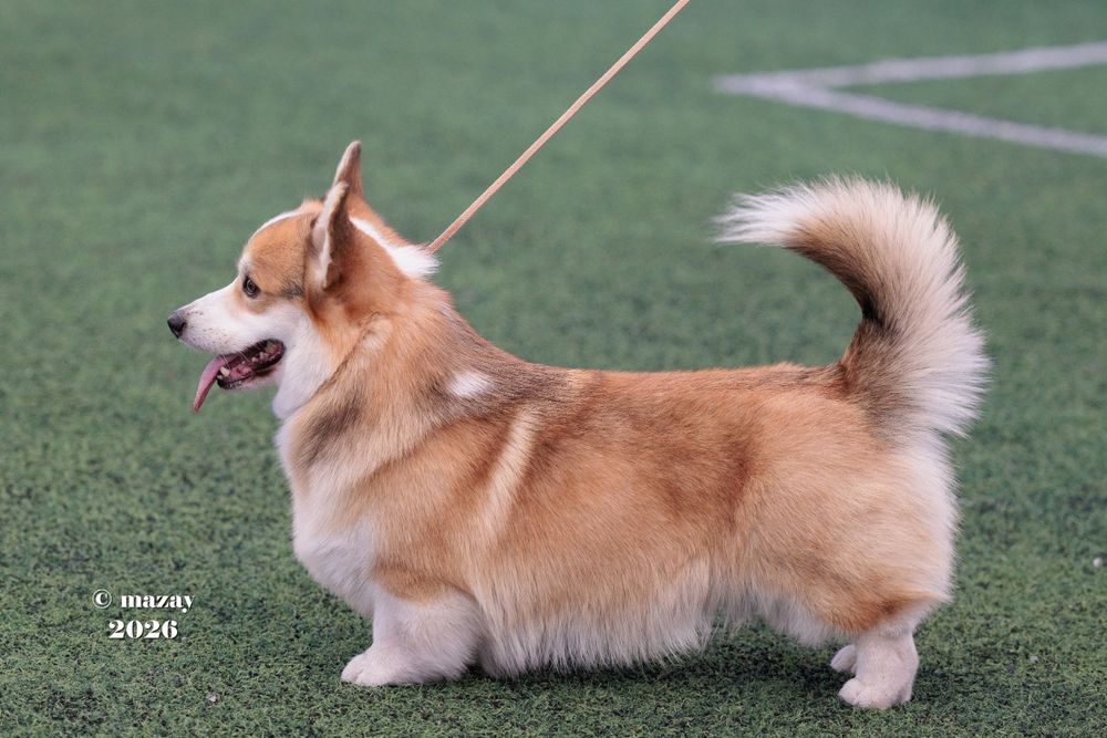 Предлагается кобель на вязки