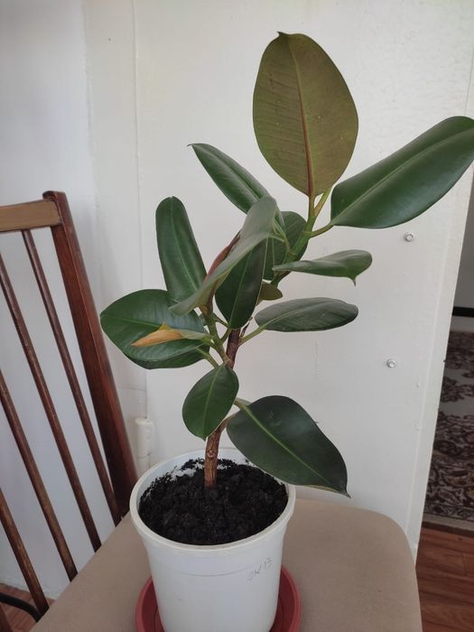 Фикус каучуконосный