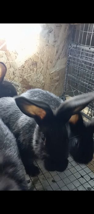 Куён боллари сотилади.