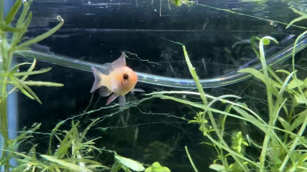 Апистограмма рамирези