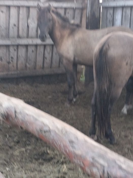 Продам айгыр и два тай