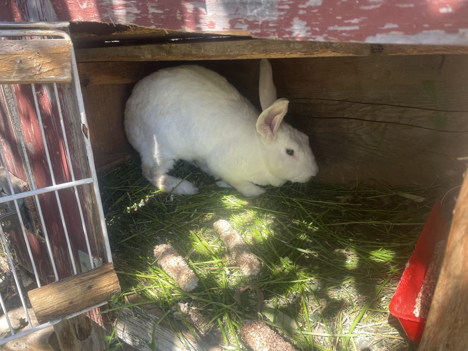 Vand iepuri taile mare