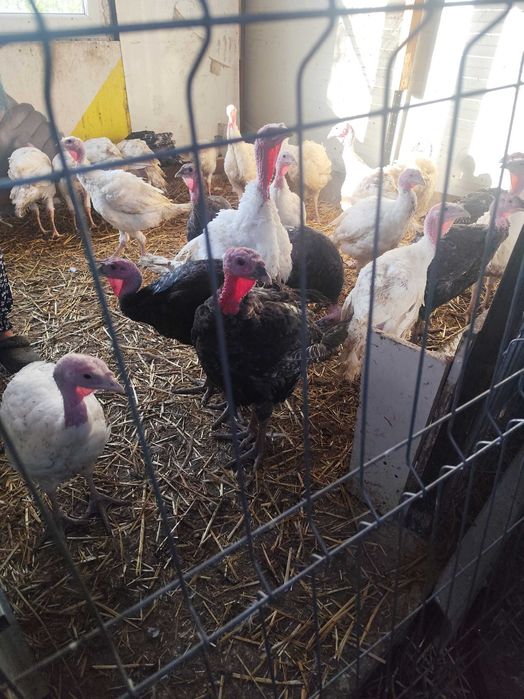 Vând curcani la 5-6kg