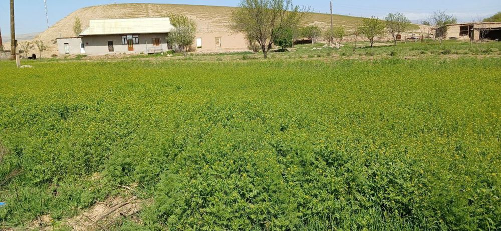 Uy joy sotiladi. Hoxlovchilar yer ham olishi mumkin