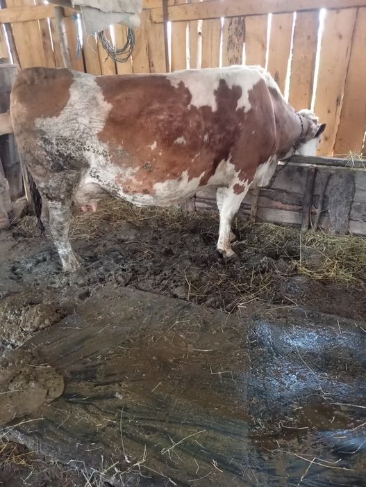 De vânzare trei vacii gestante