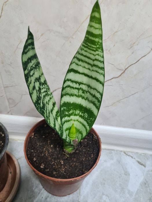 Комнатные цветы Сансевиерия