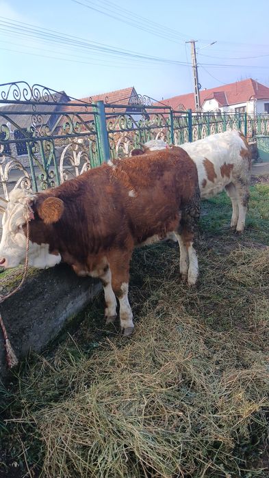 Vând 2 junici de 11luni