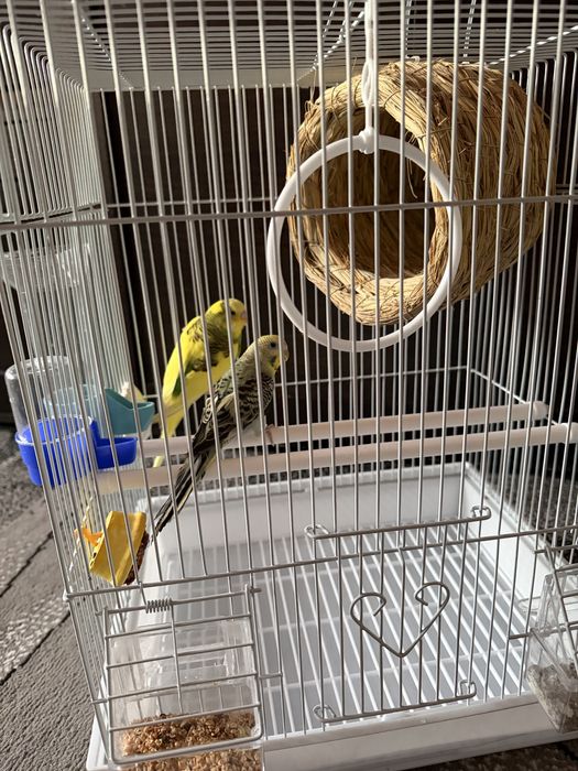 Продам 2 попугая с клеткой
