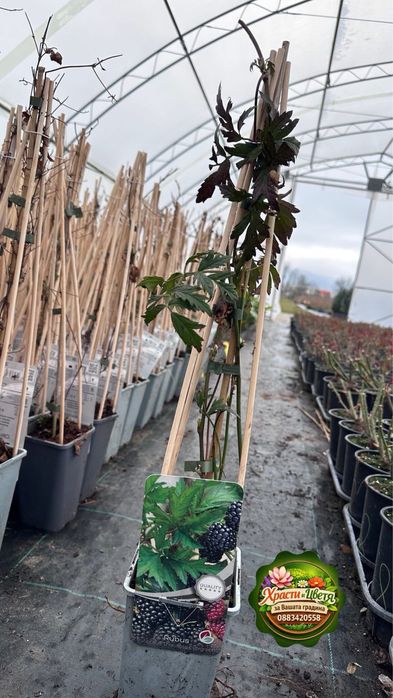 Къпина без бодли