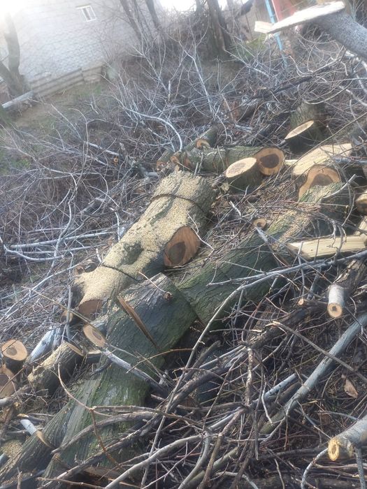 Пинки деревя тутовник