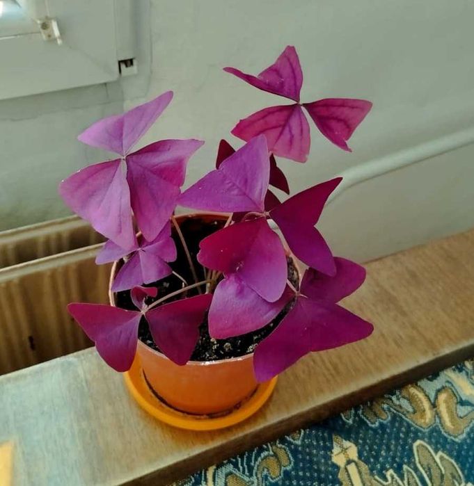 Цветя алое вера индрише дървото на живота красива лилава детелина