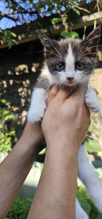 Котята. Бесплатно 

Малыши очень ласковые,
