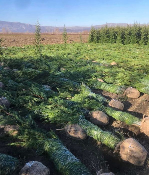 Tuia leylandii ideal pentru gard viu