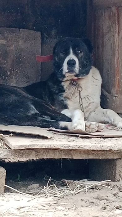 Тобет сатылады еркек