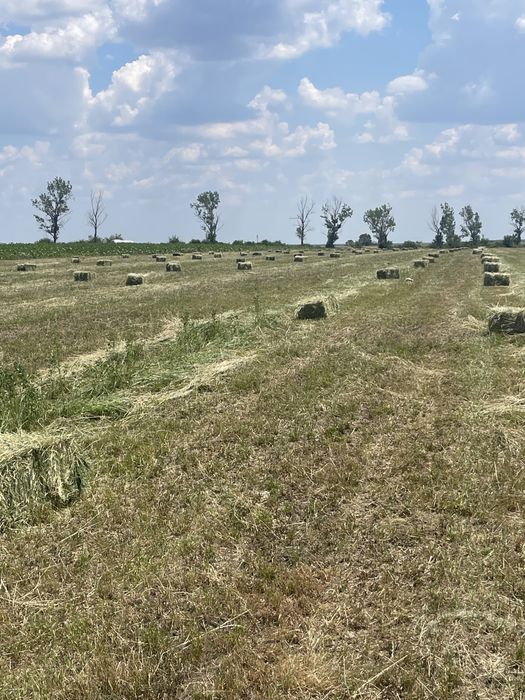 Baloti lucerna ecologica