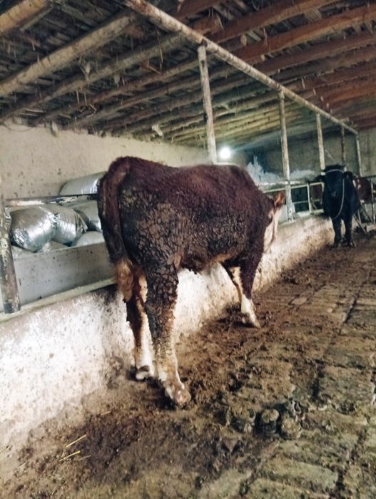 Продам бык гренфорд