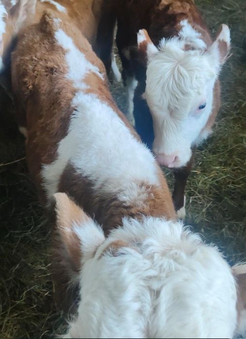 СРОЧНО!Продам сименталл телят