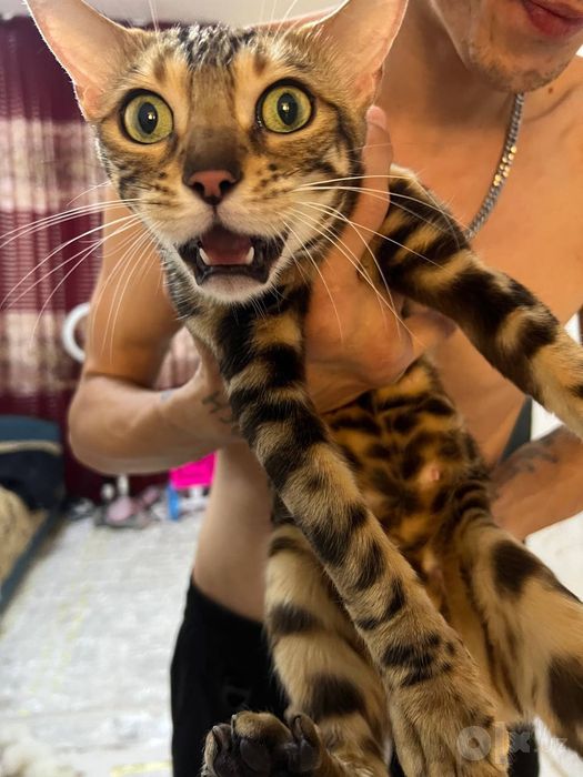 Bengal mushu sotiladi