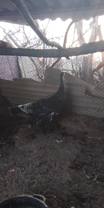 Индюки бір қораз бір мекені