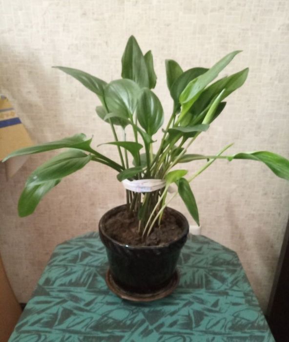 Дримиопсис и алоэ многолетний