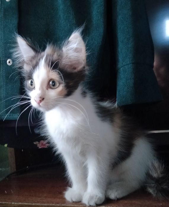 Отдам даром котят