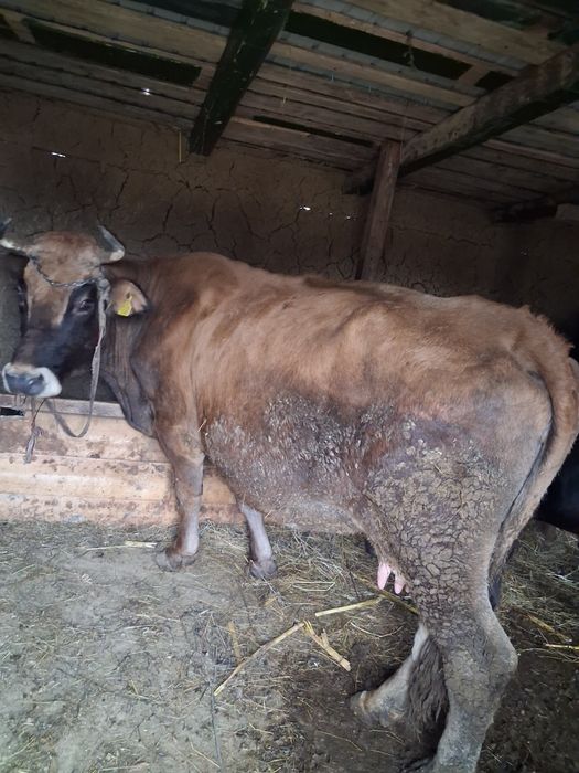 Vând vaca în vârstă de 8 ani