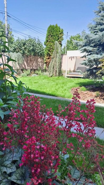 Amenajare curte,gazon rulou,insamantare