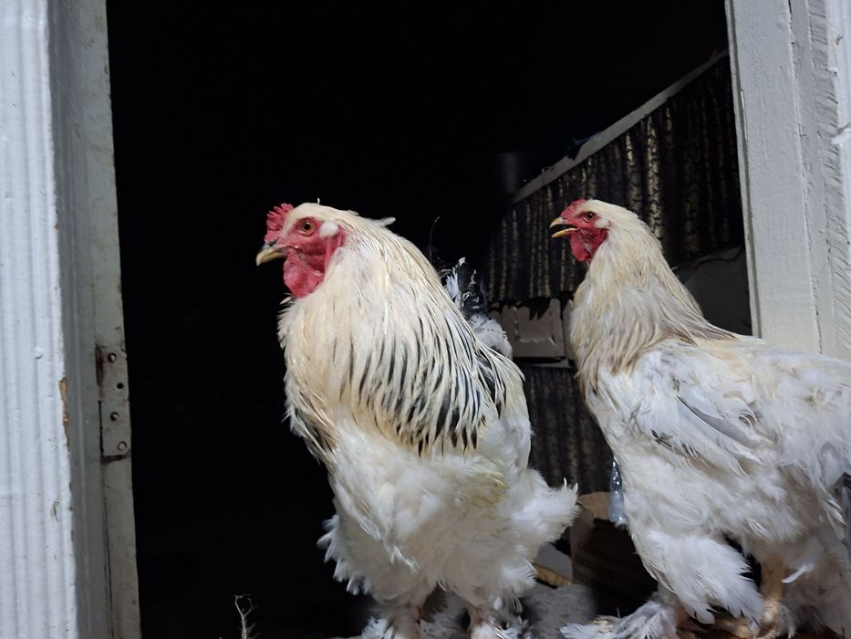 Брама хуроз сотилади