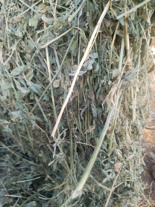 Vînd baloți de trifoi