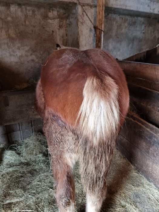 Vând o minza mondiala de 8 luni