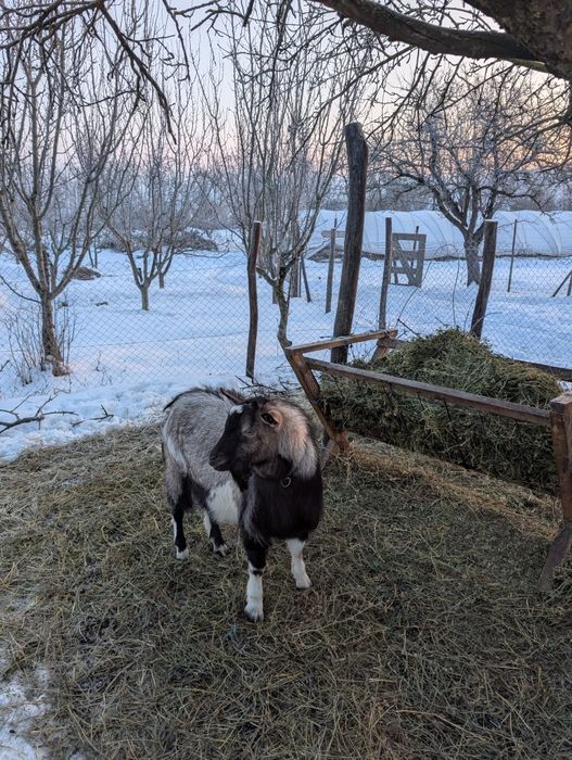 doi țapi de vânzare